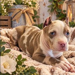 Vicki - Brown female American Bully puppy in El Paso, Texas from PaPaws Gotta Love It Kennels