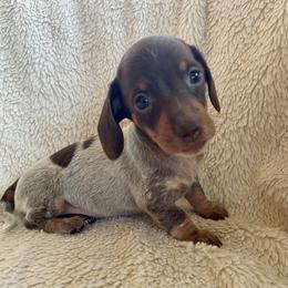 Peony - Chocolate and tan female Dachshund puppy in Granbury, Texas from Welden’s Miniature Dachshunds