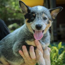 -Girl 6 - Blue mottled female Australian Cattle Dog puppy in Kaufman, Texas from Emberwick Ranch