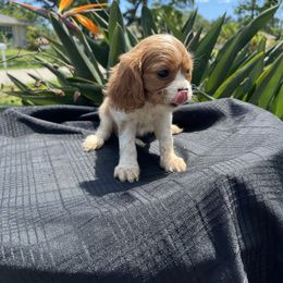 Cavalier King Charles Spaniel Puppies from Caveliers by Grace