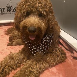 Sadie - Labradoodle