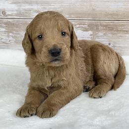 Boy 3 - male Goldendoodle puppy in Millersburg, Ohio from Ohio Puppy Paws