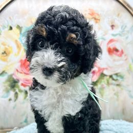 Black Widow - Tri-color female Bernedoodle puppy in Thornville, Ohio from Four Front Doodles & Friends
