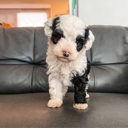Vixen - Black and white female Aussiedoodle puppy in Saint George, Utah from Fitzdoodles