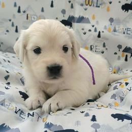 Ms. Light Purple - Light golden female Golden Retriever puppy in Campton, Kentucky from ElkRidge Goldens