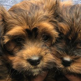 Havanese from Alderon Farm