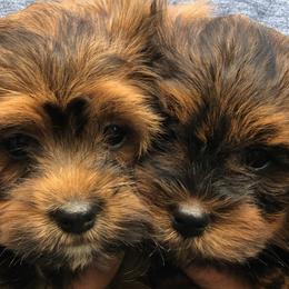 Havanese from Alderon Farm