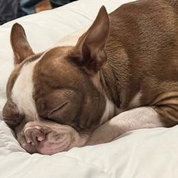 Boston Terriers from Barr’s Southern Boston’s