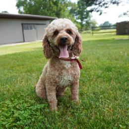 Rusty - Red male Cockapoo puppy in Shipshewana, Indiana from Home Raised Cockapoos