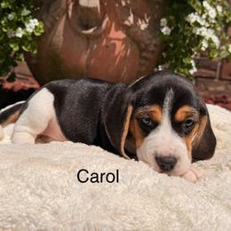 Carol - Black tan and white female Beagle puppy in Mansfield, Missouri from Rippee Creek Kennel
