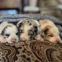 Border Collie puppies from Stone Garden Border Collies