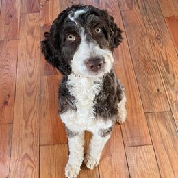 Mocha - Springerdoodle