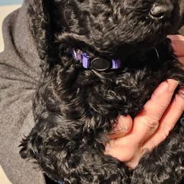 Coralee - Black female Poodle puppy in Stephentown, New York from Creme de la Poodle, standard poodles