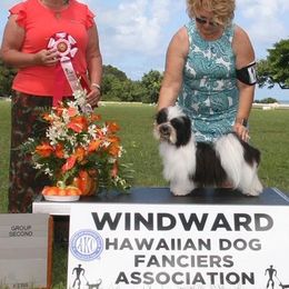 Havanese All Grown Up from Mary Lopez