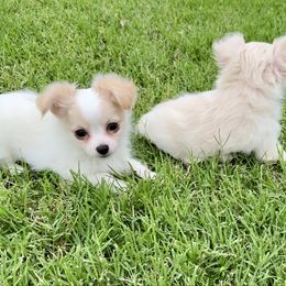 Bruno - Cream and white male Chihuahua puppy in Oklahoma City, Oklahoma from Savvy Chihuahuas of Oklahoma