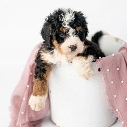 Brie - Tri-color female Bernedoodle puppy in Lititz, Pennsylvania from Sleepy Hollow Acres