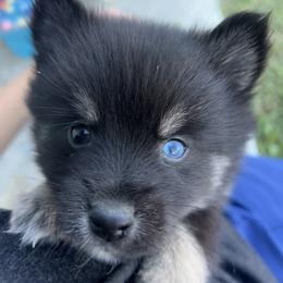 Oreo - Wolf sable male Pomsky puppy in Pasco County, Florida from Pomsky Hills