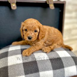 Magenta Collar - Red female Cavapoo puppy in St George, Utah from Picture Perfect Doodles