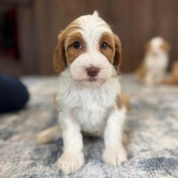 Kelce - Yellow and white female Bernedoodle puppy in Dundee, Ohio from Down Home Doodle