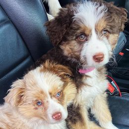 Aussiedoodles, Australian Shepherds, and Miniature Australian Shepherds from Happy Haven Puppies