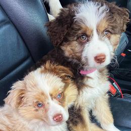 Aussiedoodles, Australian Shepherds, and Miniature Australian Shepherds from Happy Haven Puppies