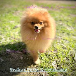 Peaches - Pomeranian
