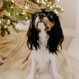 Darby - Cavalier King Charles Spaniel