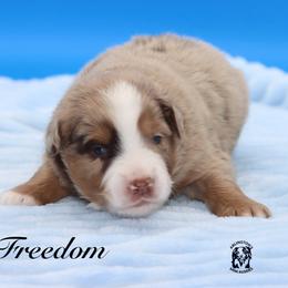 Freedom - Red merle male Miniature Australian Shepherd puppy in Weeki Wachee, Florida from Arlington's Mini Aussies