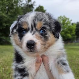 Ophelia - Blue merle female Australian Shepherd puppy in Davenport, Florida from Polkaussies