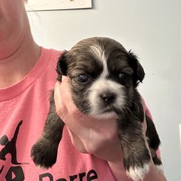Wonder Woman - Brindle and white female Shih Tzu puppy in North Carolina from PAWSitive Breeders of the Carolinas