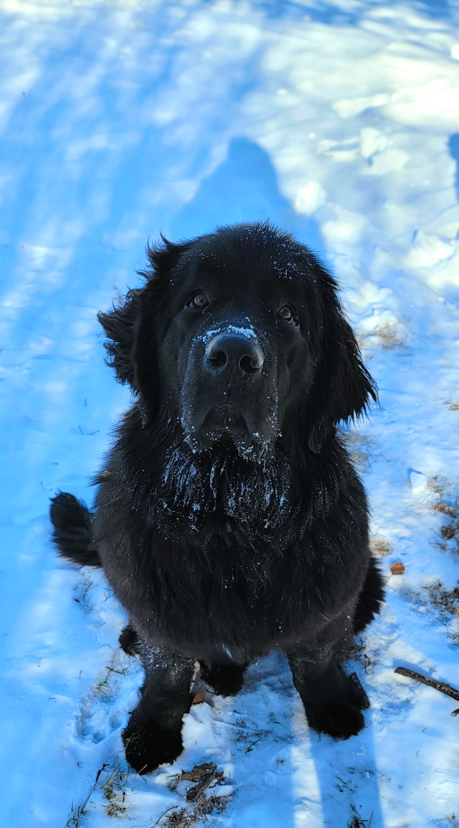 Newfoundland Puppies from Tonka Bay Newfoundlands