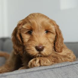 Ray - Caramel male Australian Labradoodle puppy in Williamstown, New York from Lewis Manor Labradoodles
