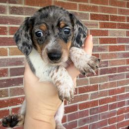 Dachshund puppies from BJGM Dachshunds