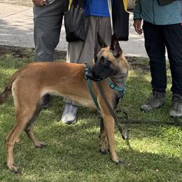 Belgian Malinois from Victory Canines