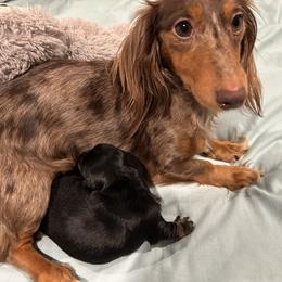 Black and tan - Black and tan female Dachshund puppy in Proctor, Montana from Blue Star Dachshunds