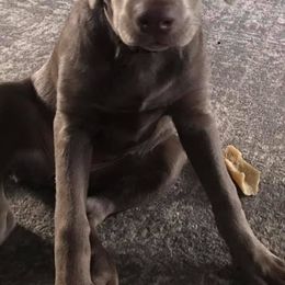 Dilute Retrievers from Carter Labradors