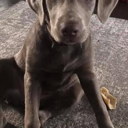 Dilute Retrievers from Carter Labradors