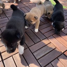 Shiba Inu Puppies from Shiba Inu Loving Care