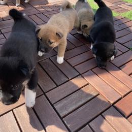 Shiba Inu Puppies from Shiba Inu Loving Care
