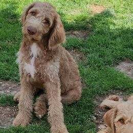 Gamora - Cream Labradoodle puppy in Fostoria, Michigan from North Country Kennel Club