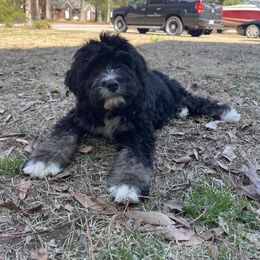 Tullia - Black and white Assorted Doodle Crosses puppy in Rocky Point, North Carolina from CelticDoods