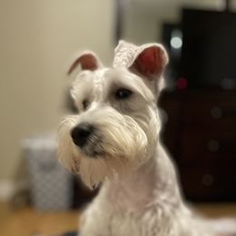 Tori - Miniature Schnauzer