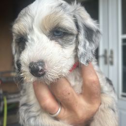 Cockapoo, Sheepadoodle, and Whoodle Puppies from Saddle Mountain Doodles