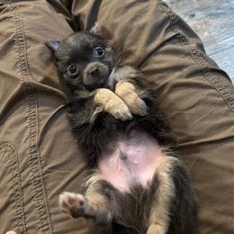 Bentley - Blue and tan male Chihuahua puppy in Summerfield, Florida from Uey’s Chihuahuas
