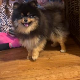 Zorro - Black and tan male Pomeranian puppy in Tyler, Texas from Aukland’s Poms