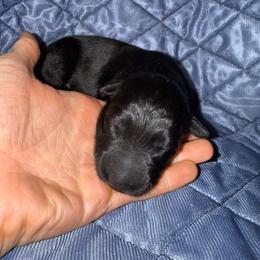 Kennedy - Black female German Shepherd puppy in Pennock, Minnesota from Shakopee Creek German Shepherds