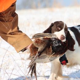 Dot - English Springer Spaniel