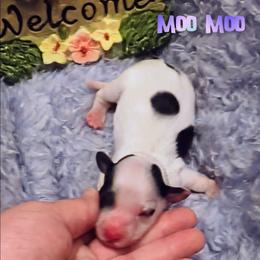 Moo Moo - Piebald female Dachshund puppy in Grove, Oklahoma from Dachs on the lake