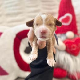 Valentino - Caramel red male Australian Labradoodle puppy in Palmdale, California from Doodles_Ko