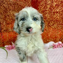 Lizzy - Blue merle female Aussiedoodle puppy in Marshall, Arkansas from Buffalo River Puppies